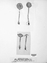 Marasmius oreades image